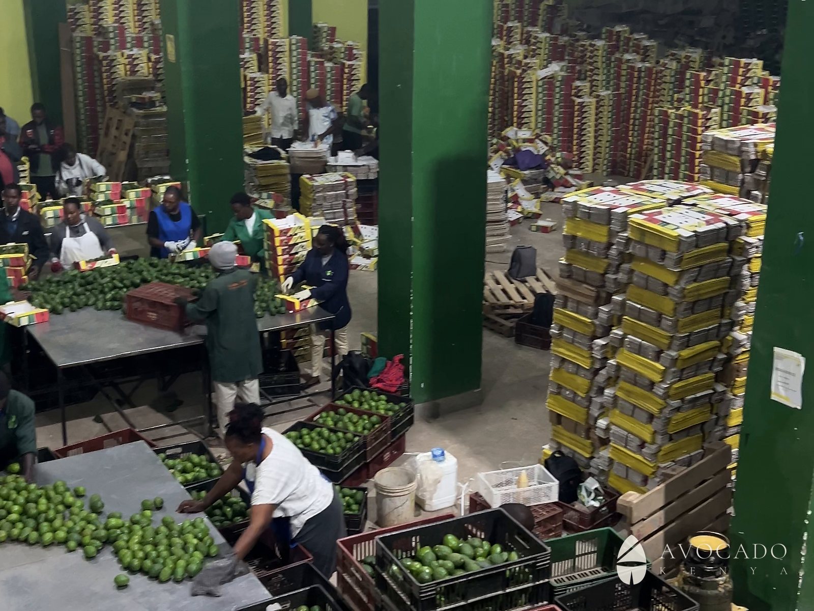 Avocado Kenya packing floor in Nairobi — Hass avocados being graded and packed