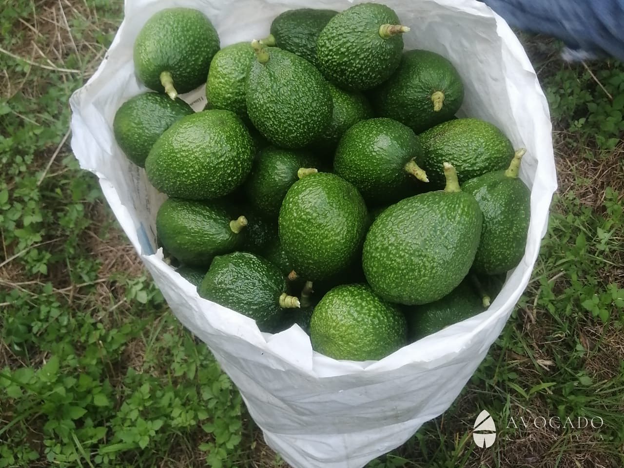 Harvest